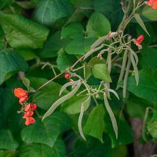 Scarlet runner beans on the vine