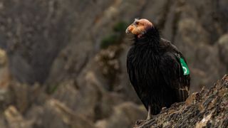 California Condor Perched On Rock Looks Out Over Pinnacles