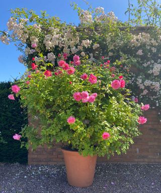 potted rose in front of wall