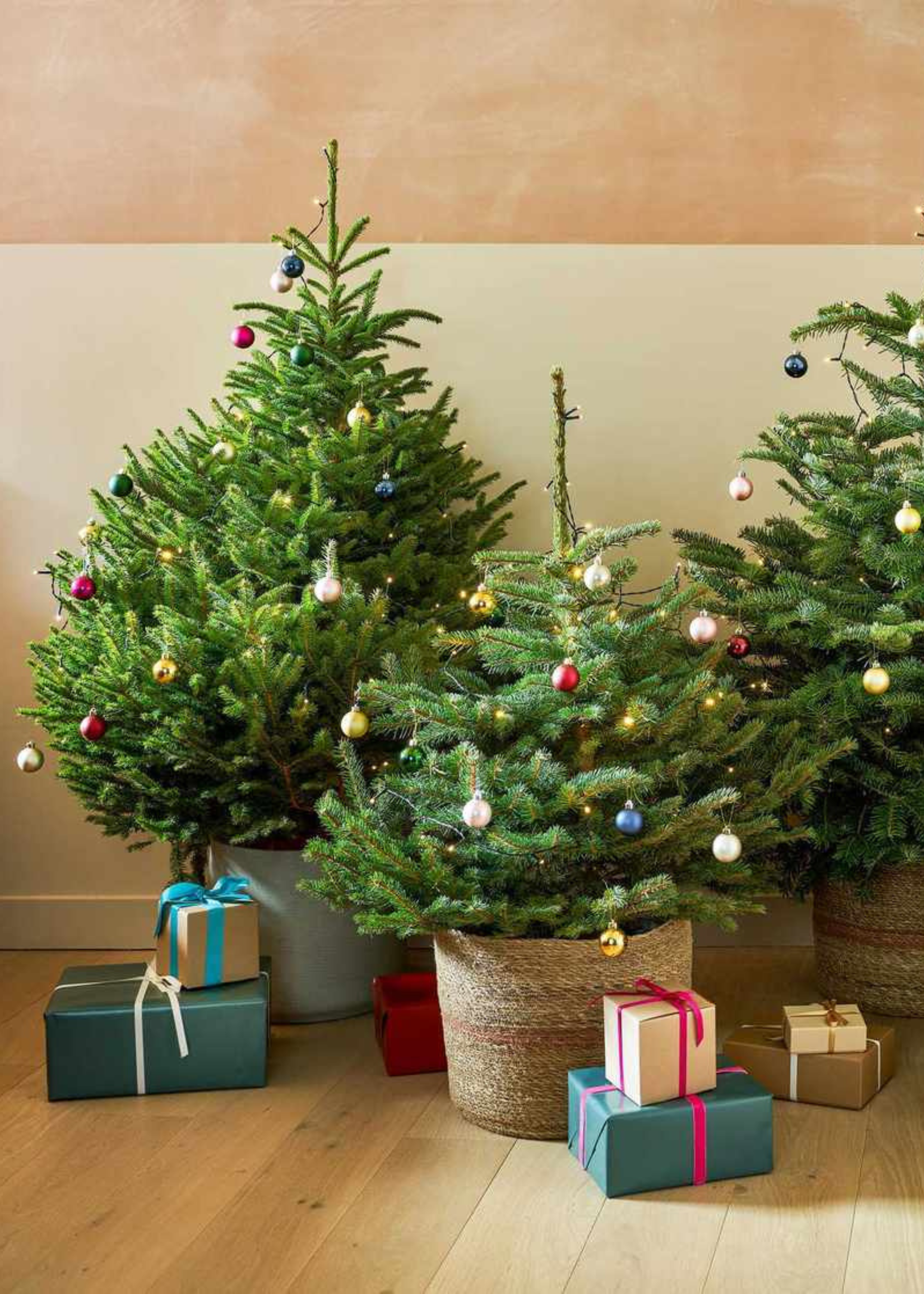 A trio of potted Christmas trees besides stacks of wrapped presents