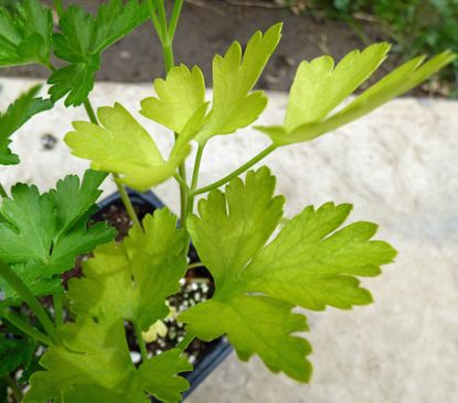 Parsley Plant Leaves Turning Yellow