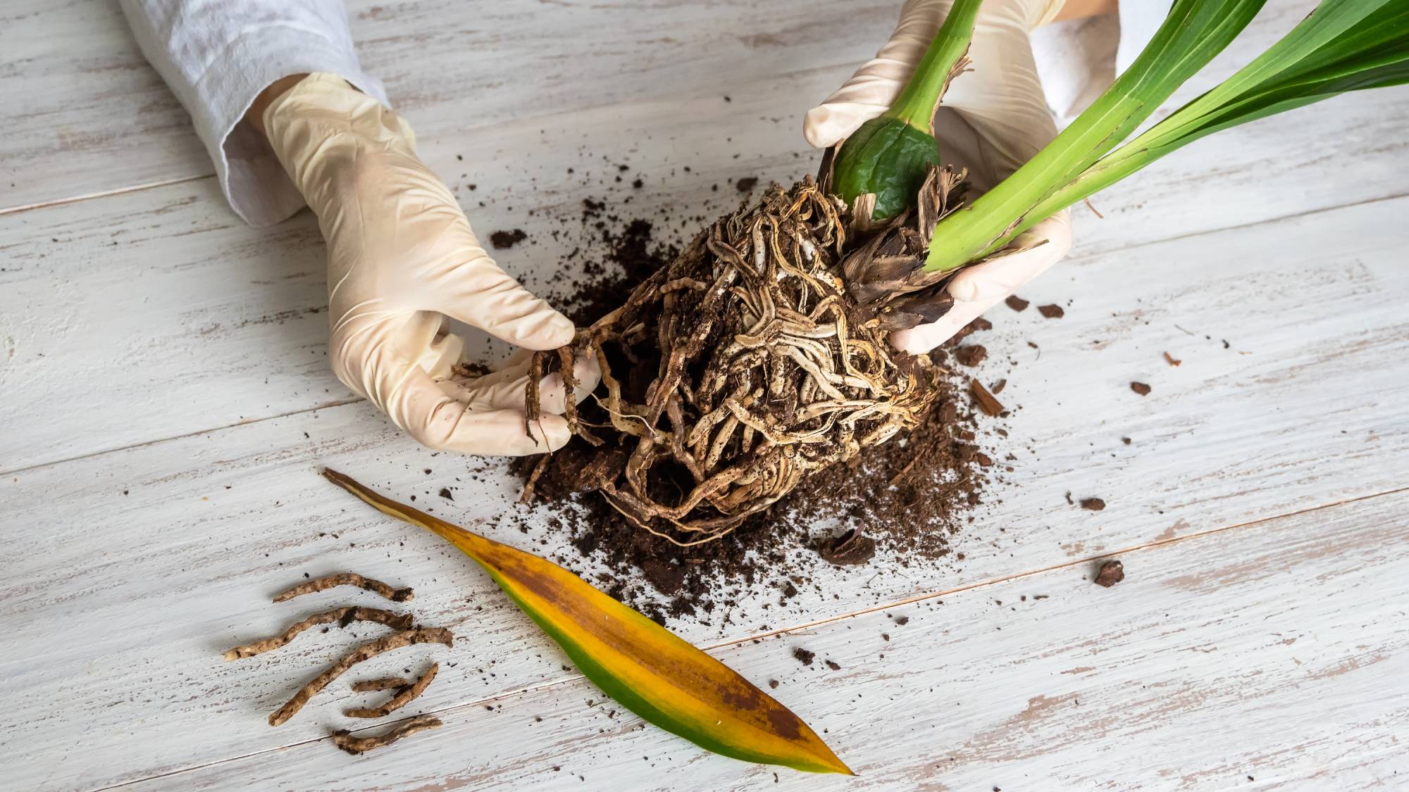 Gloved hands touching the rotten root ball of a houseplant