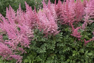 Astilbe planted in a backyard