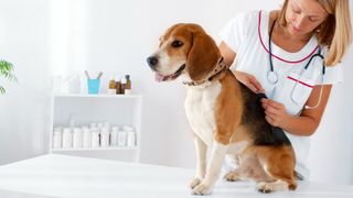 Beagle getting vaccine