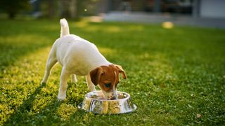 A jack russell puppy eating from a bowl outside