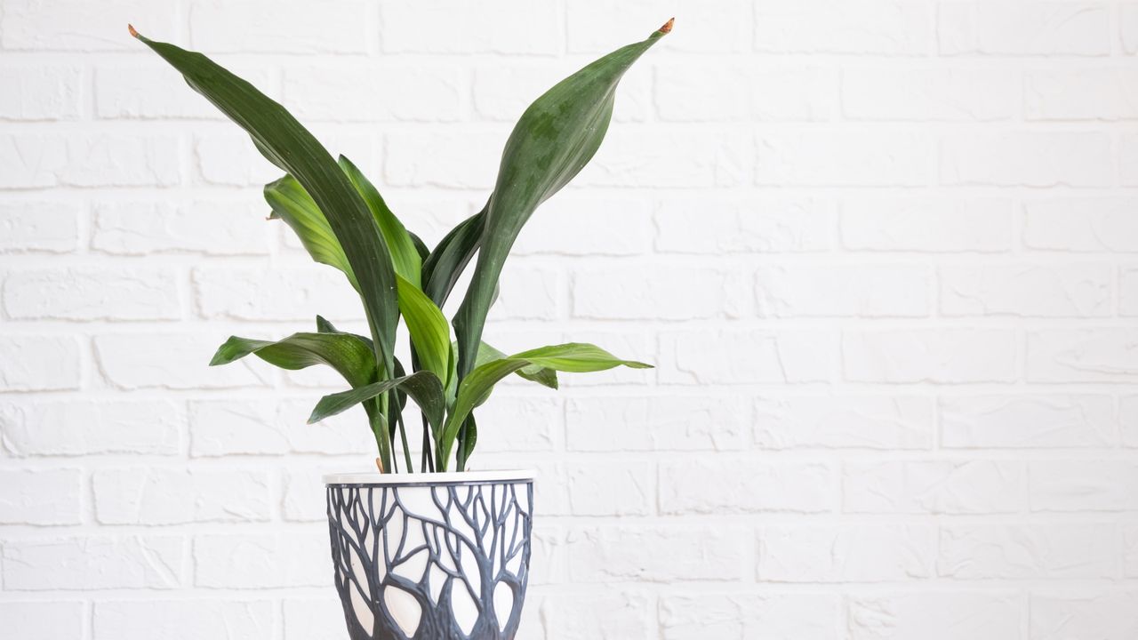 Aspidistra 