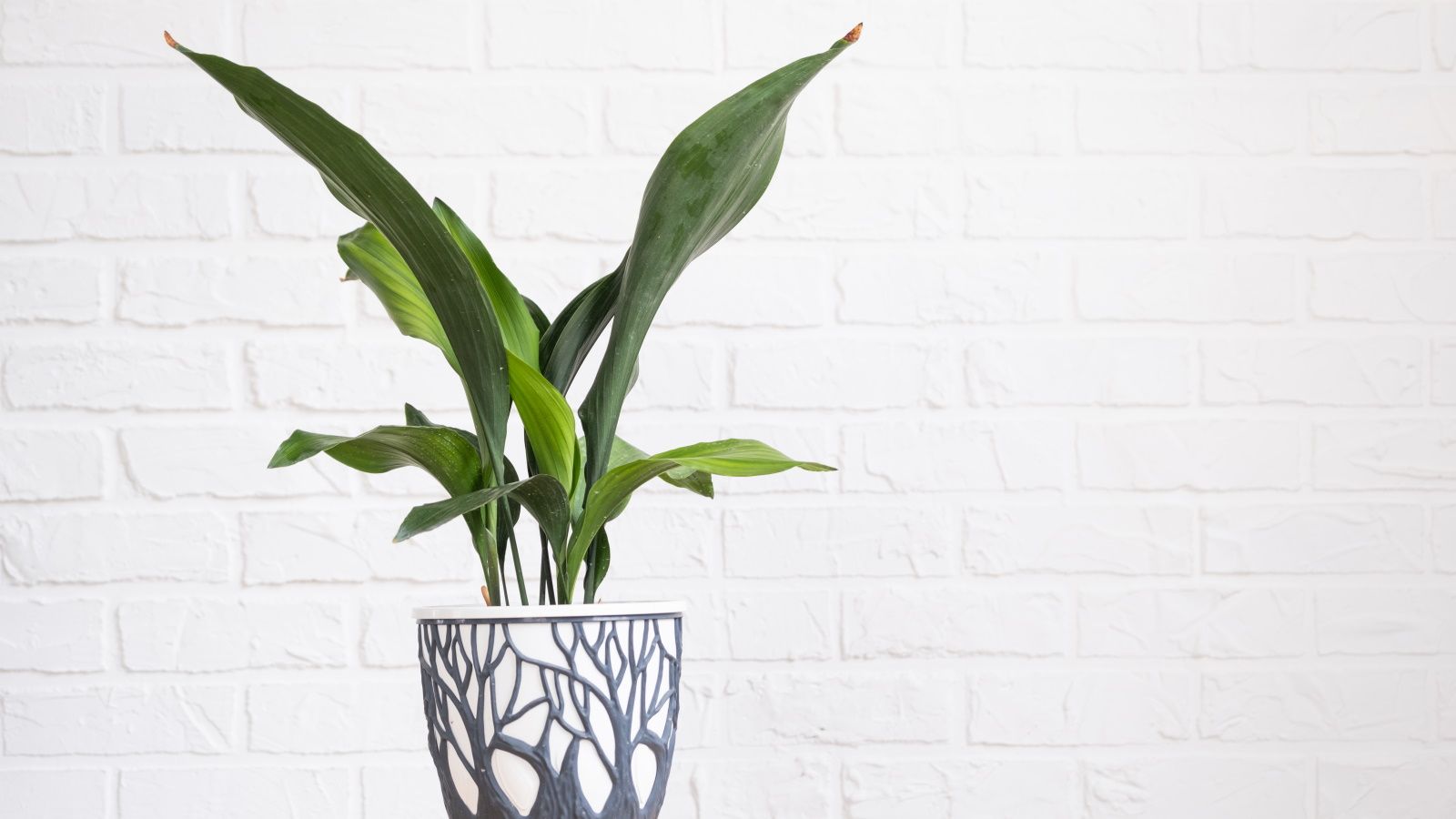 How to care for an aspidistra: 5 expert houseplant tips | Homes and Gardens