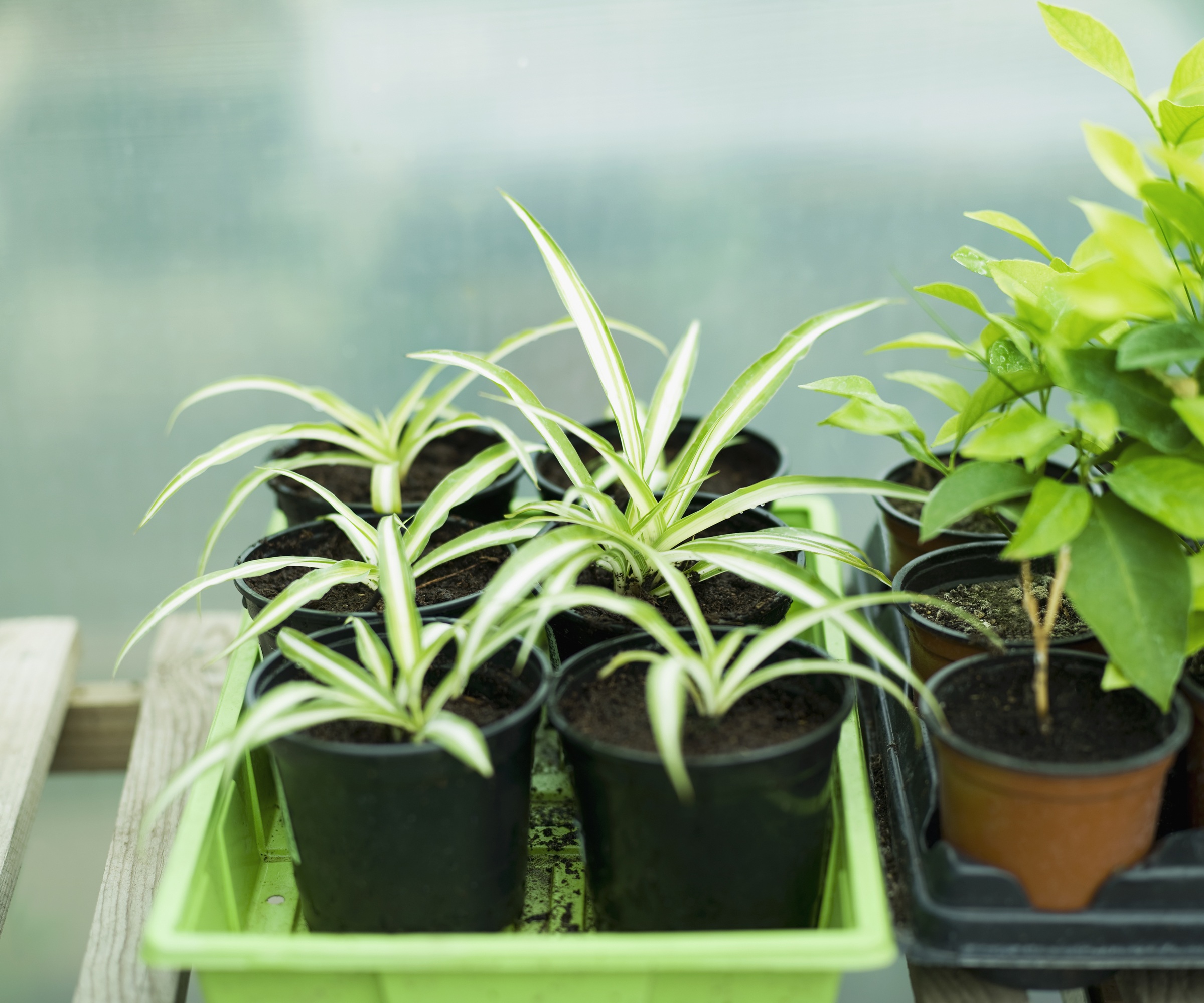 young spider plants potted up