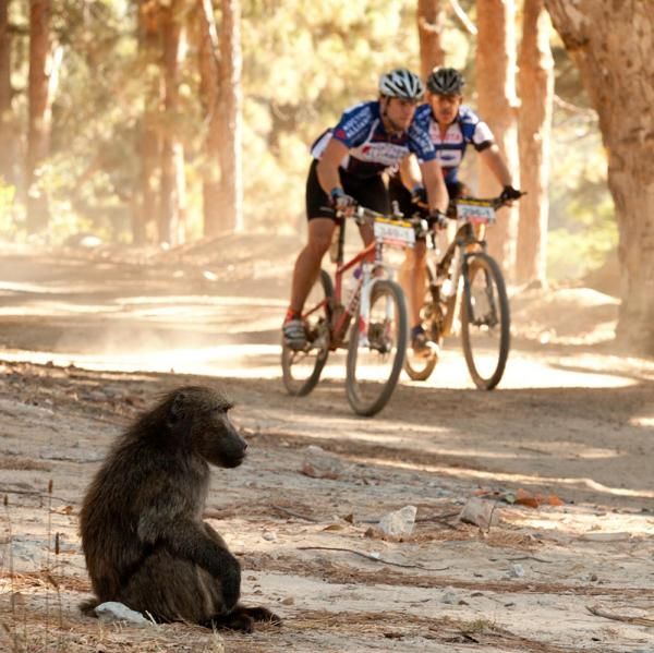 A resident baboon spectates as riders pass by