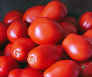 A harvest of Roma tomatoes