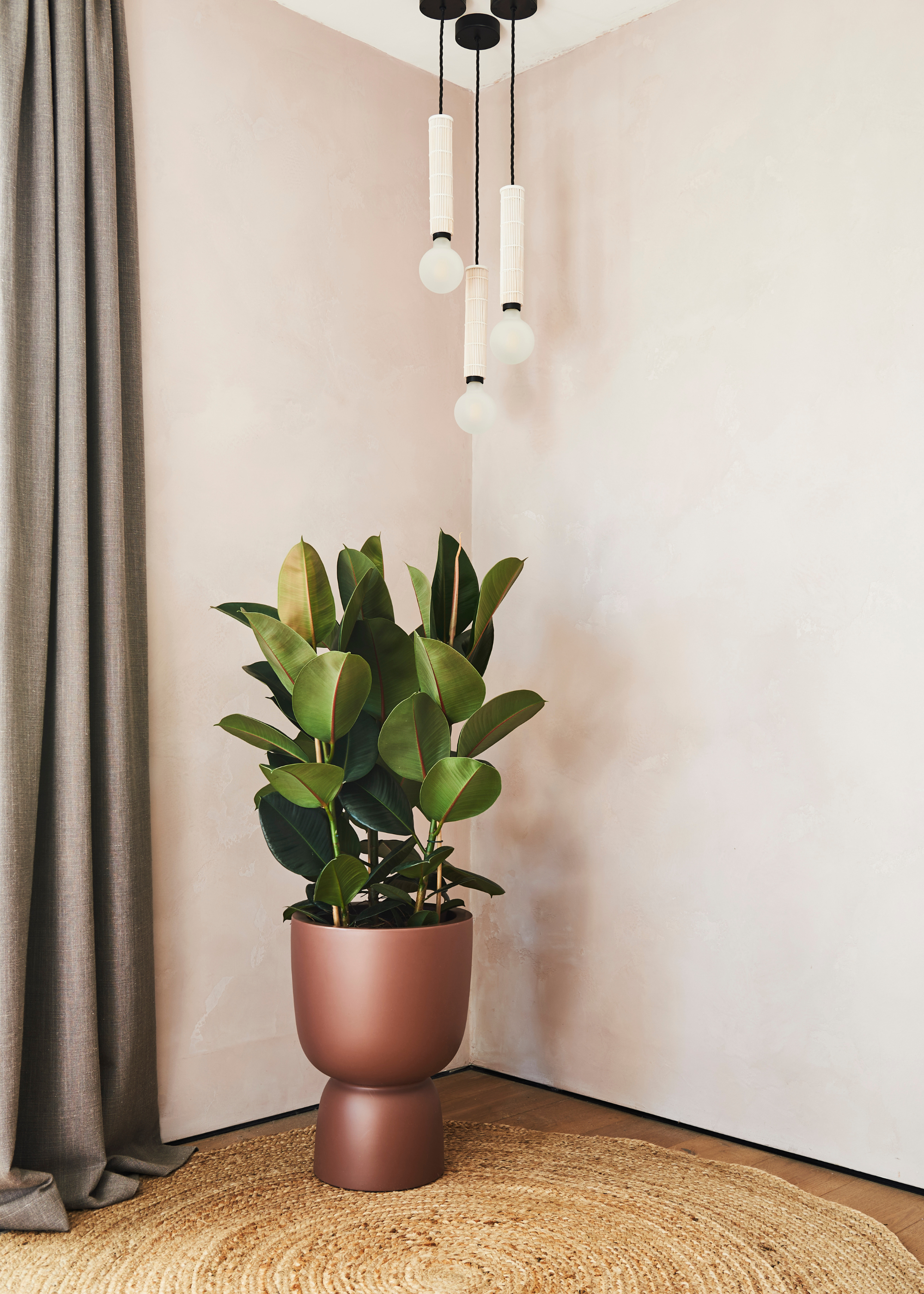 A rubber plant in a bronze footed planter in a living room corner on a woven rug and below pendant lights