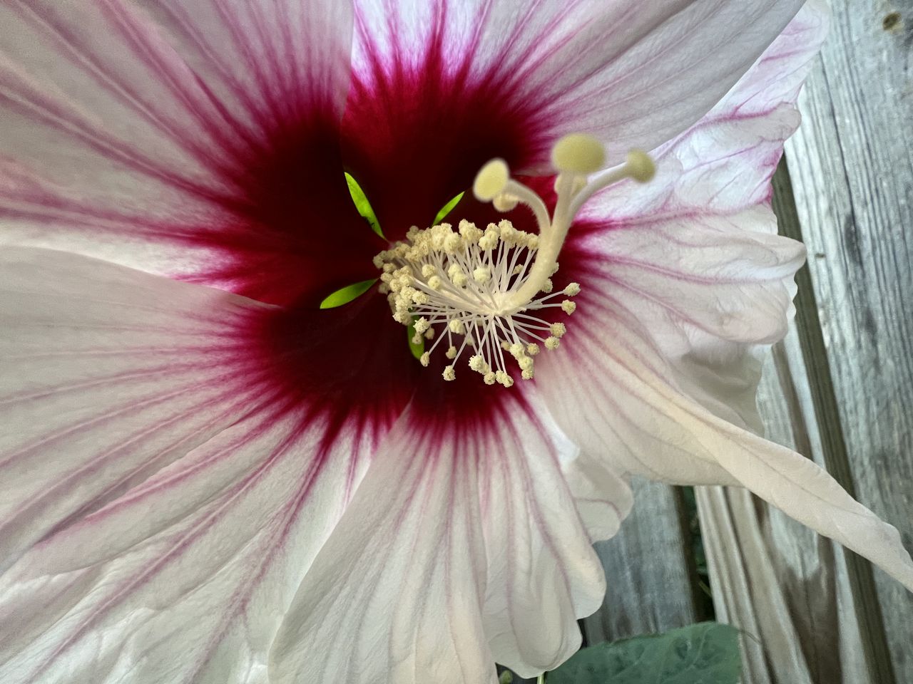 iPhone 13 Pro ultra-wide camera samples