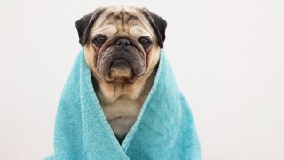 Pug dog shivering after bath wrapped in blue blanket