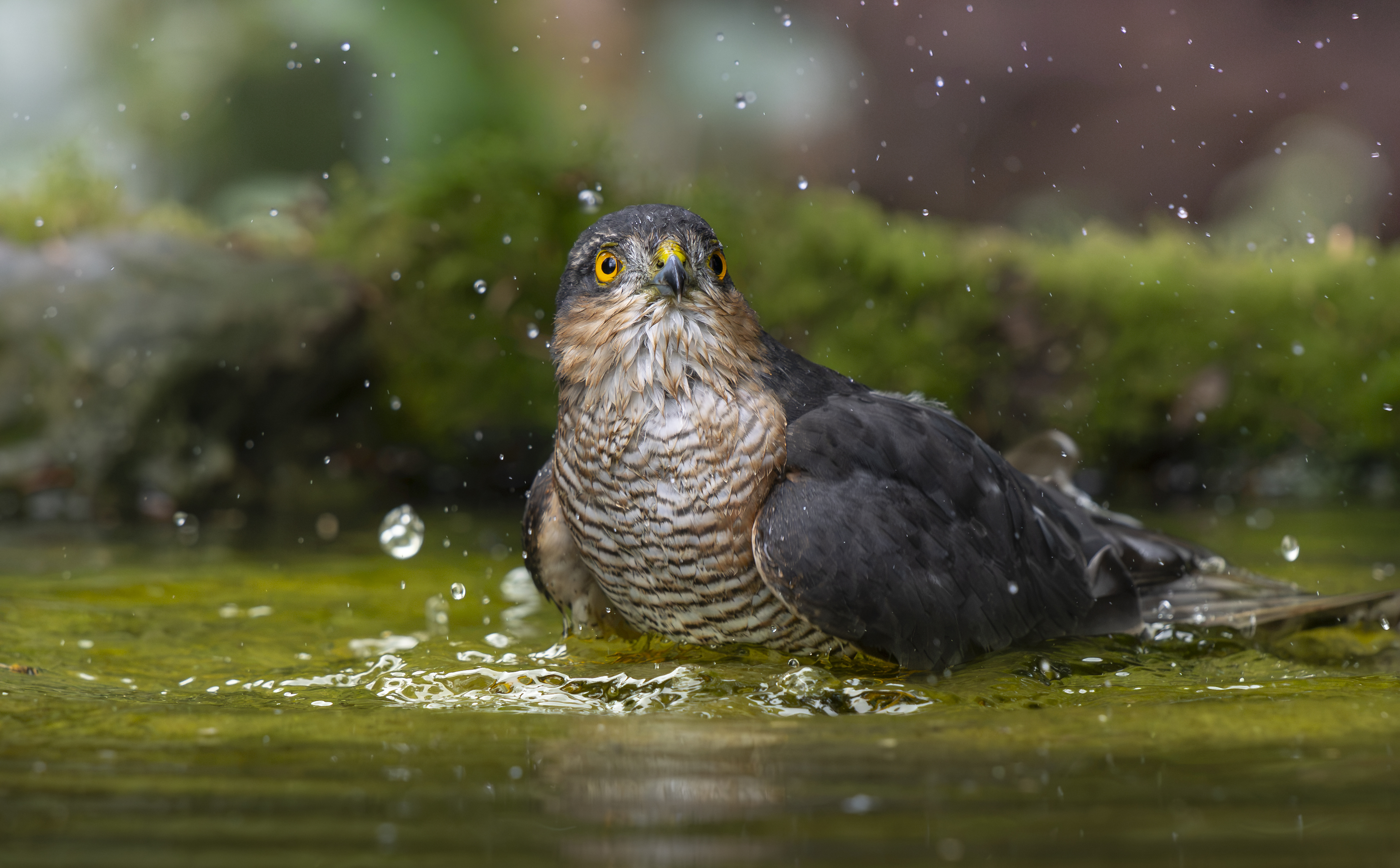 British bird against background of green foliage photographed by Andy Green