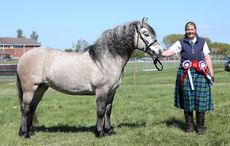 Lady Skye of Auchengarth - Highland Pony Champion at Ayr County Show 2016