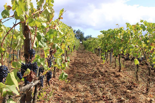 Calabria wine producers