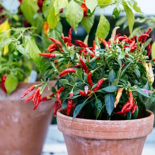 Red chillies growing in a pot
