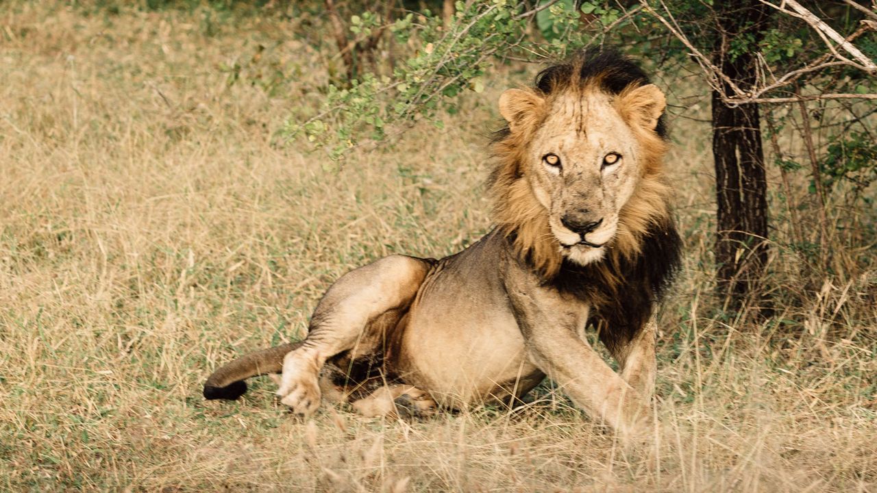 Azura Selous, Tanzania