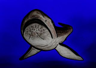 An illustration of what the extinct megamouth shark would have looked like