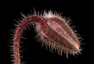 Borage (Borago officinalis). Floral Bud Closeup