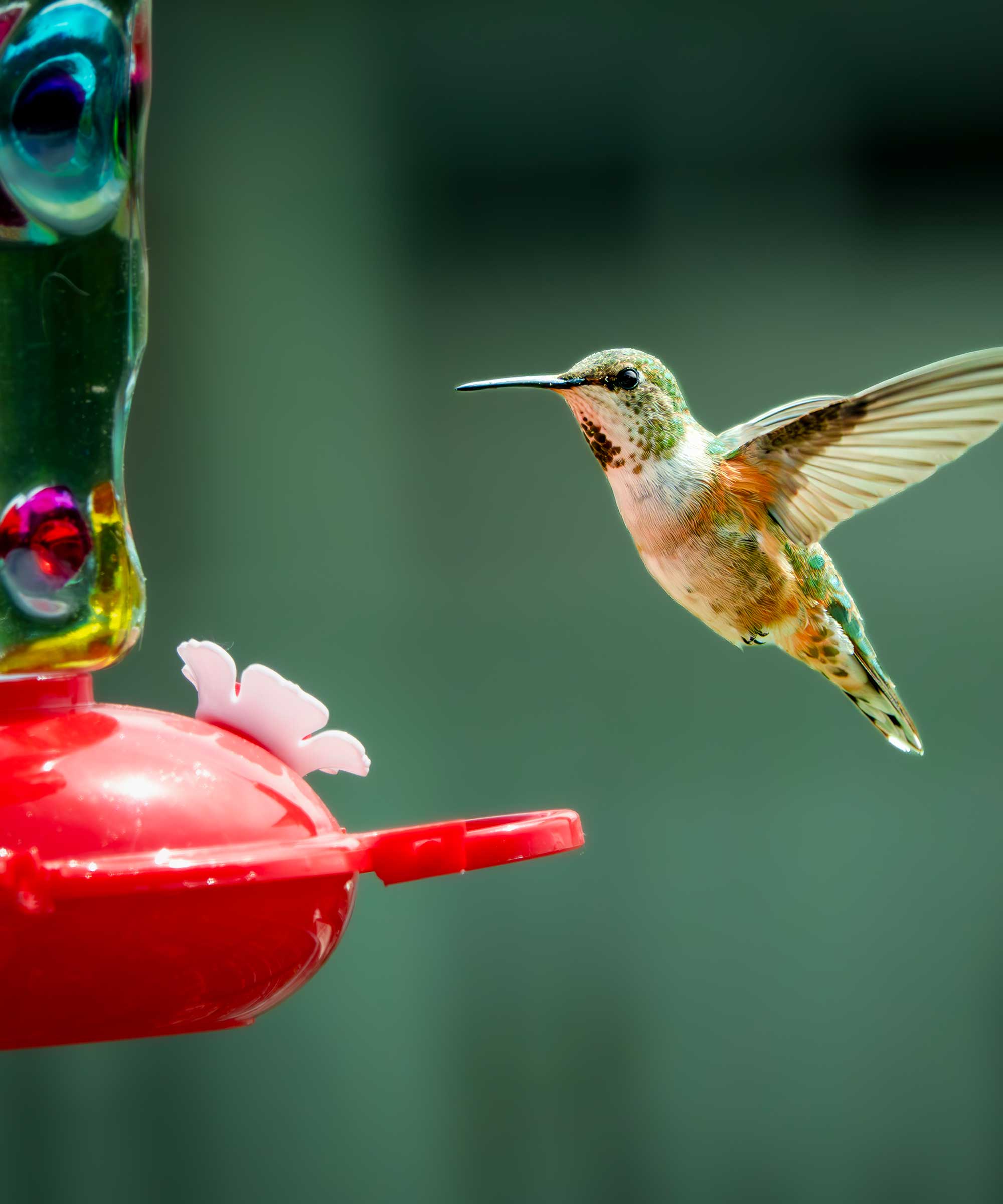 hummingbird flying next to feeder