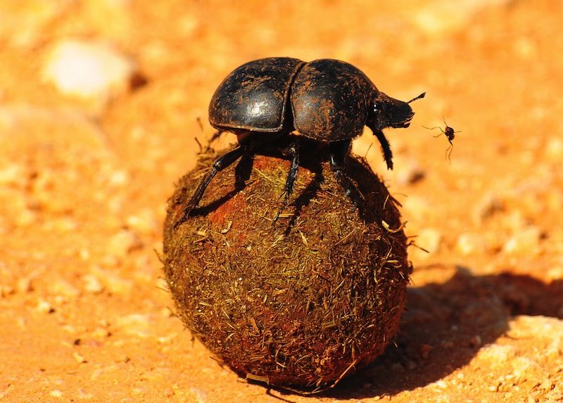 Dung Beetle