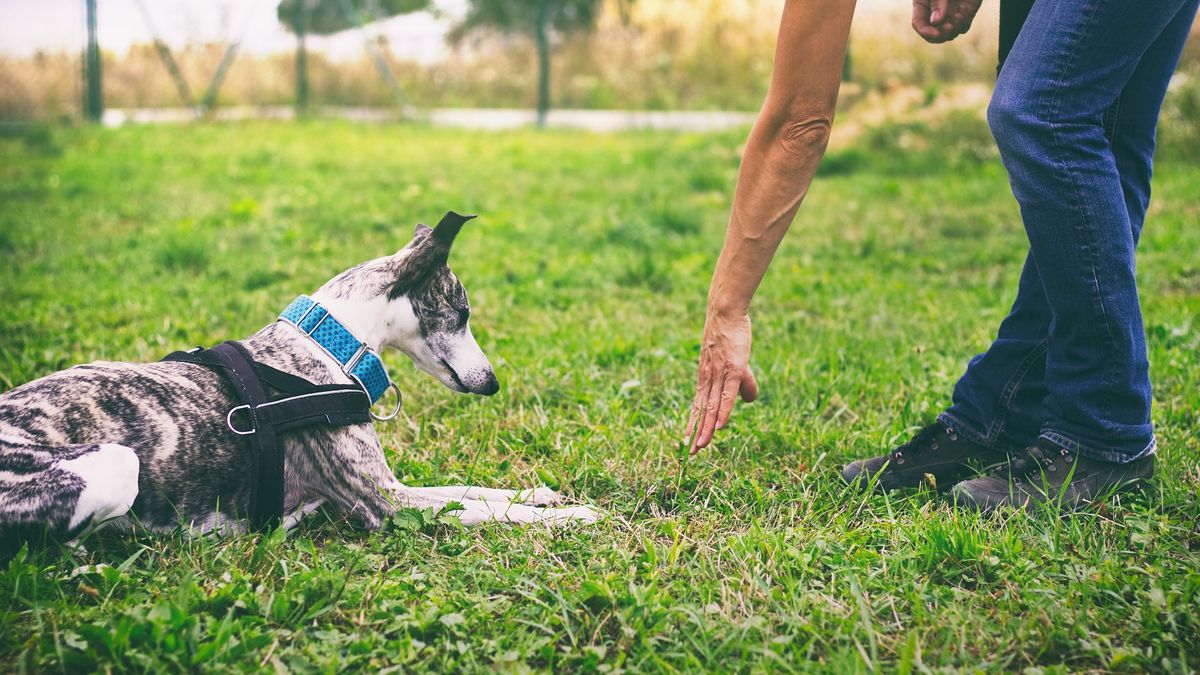 Whippet dog learns the command to lie down