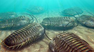 An artist's impression of trilobites on the seafloor