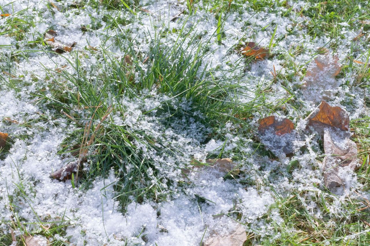 Snow On The Lawn