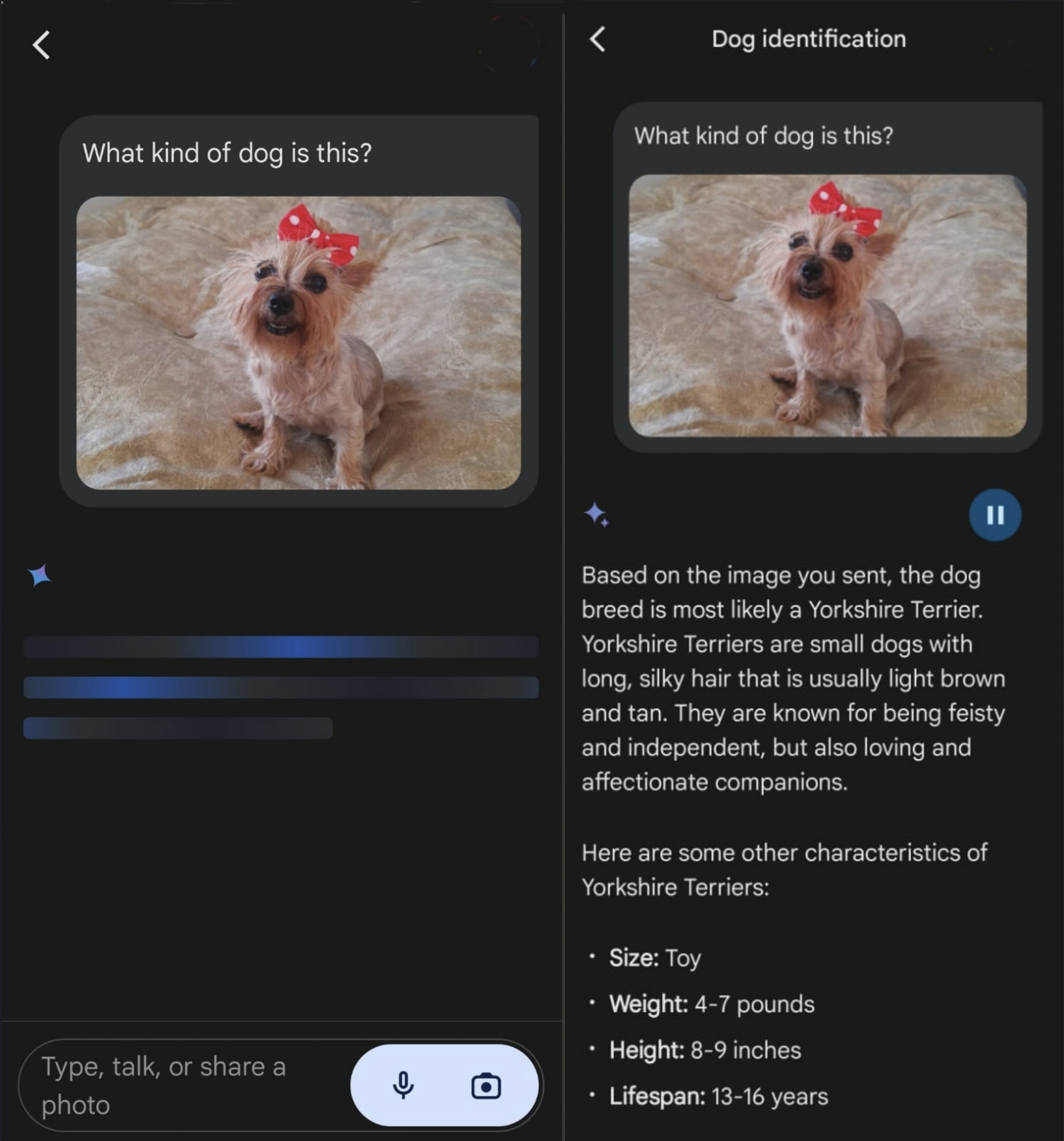 Google Gemini identifying dog breed
