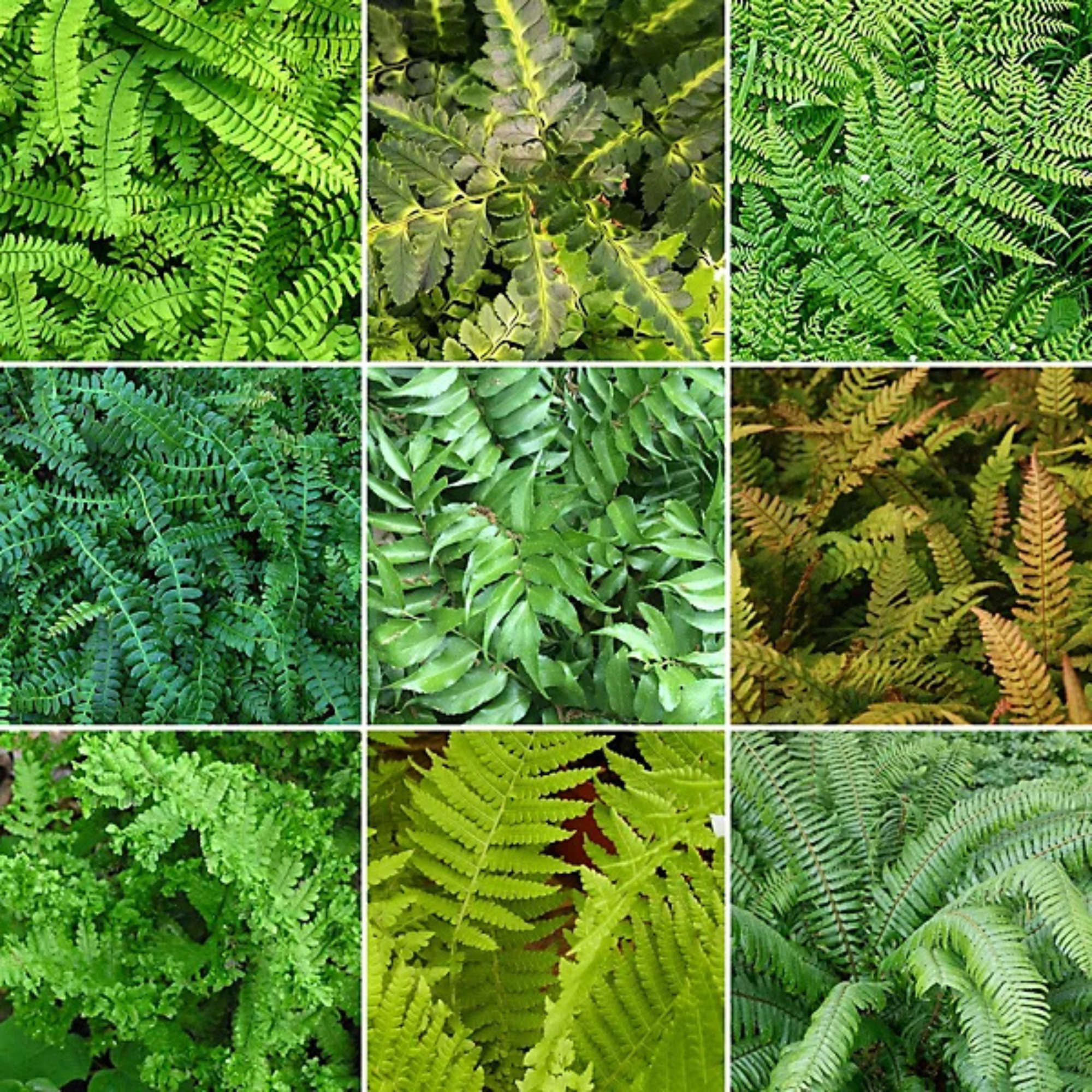 Fern Plant Mix 