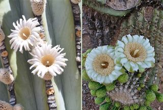 Cardon cactus - Flowering cousins
