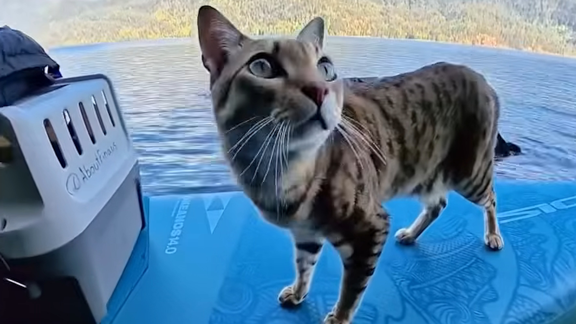 A cat is shown on the trailer for CatVideoFest 2026.