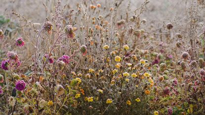 Flowers in a frosty garden