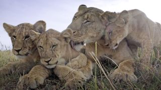 Aa pride of lions relax in the Serengeti.