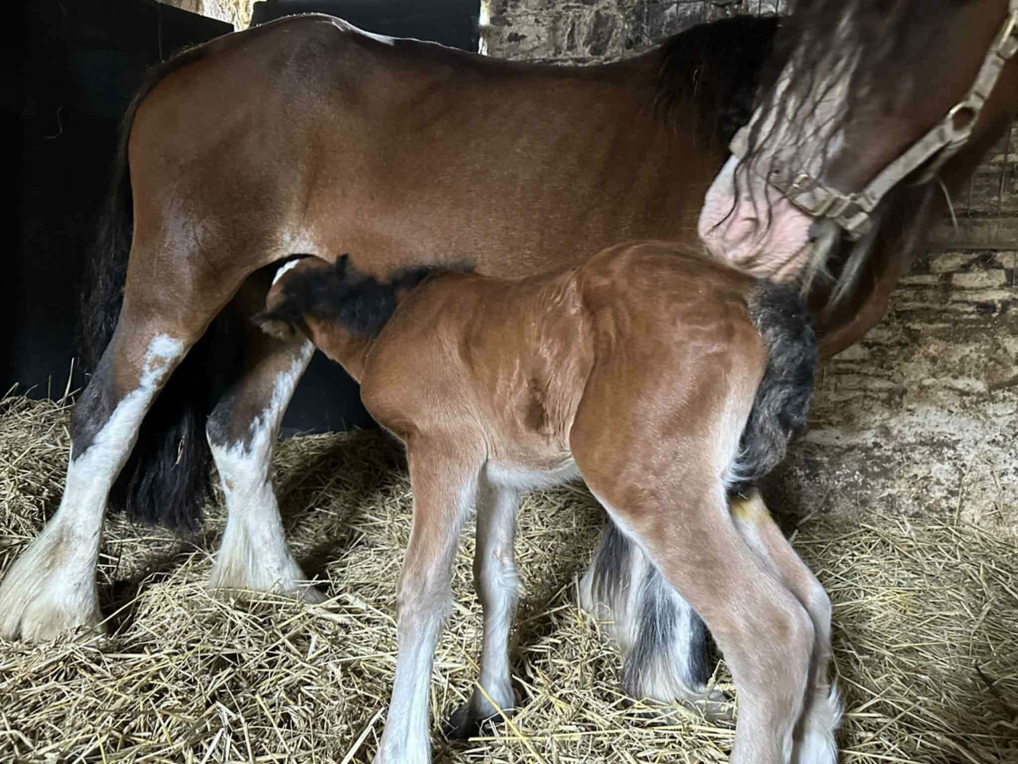 Heavy horse Thelma feeding her newborn foal
