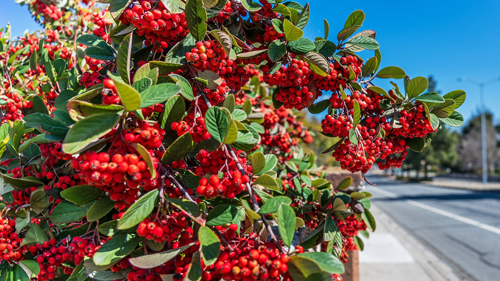 Red chokeberries at front of property