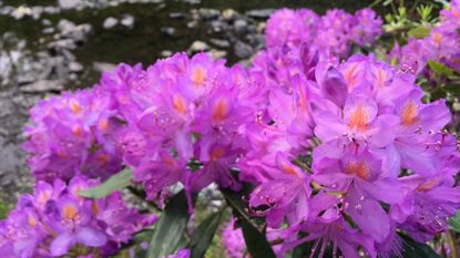 common purple rhododendron ponticum