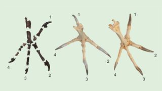 Similar to present-day diurnal birds of prey (right), the talons on the hind toe and the second toe of Primoptynx poliotauros (left) are noticeably larger than the talons on the third and fourth toe. In modern owls (center) all four talons are roughly the same size.