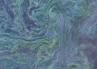 Cyanobacteria Swirls