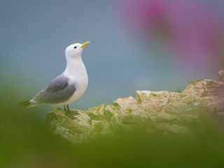 A day in the life of wildlife photographer Tesni Ward, image 14