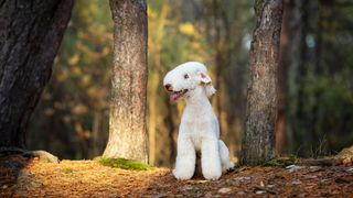 Bedlington Terrier sitting in the woods