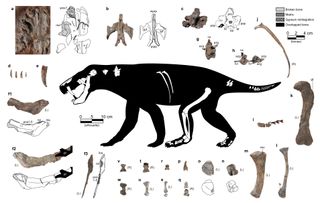 Figure from the paper showing the fossil bones that have been found of the new gorgonopsian with a digital figure of the animal in the center.