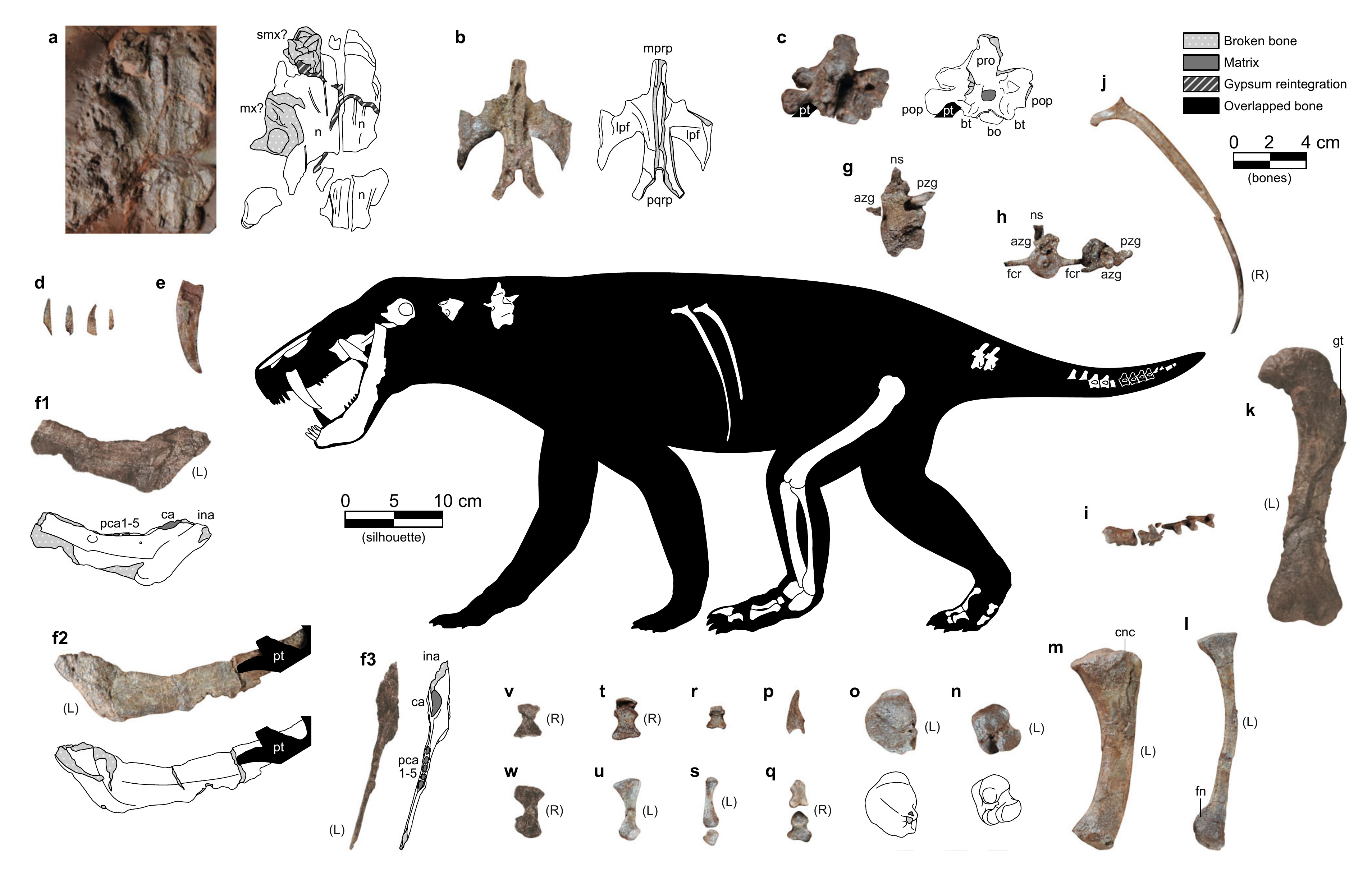 270 million-year-old saber-toothed predator from ‘ghost’ lineage appeared like a bald canine