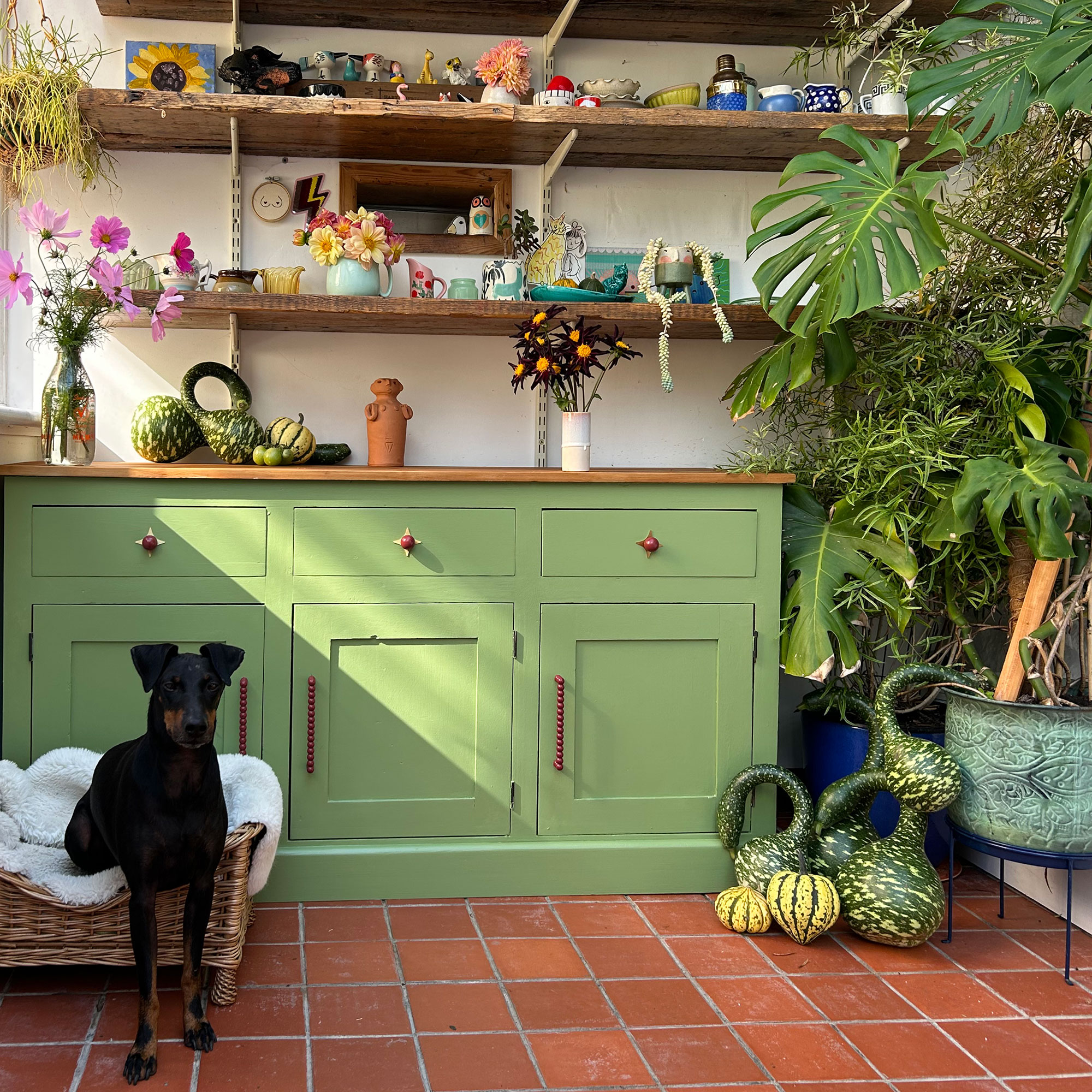 Dog in wicker dog bed on terracotta tiled floor by cupboards painted in bright green, by large green houseplants, guords and flowers