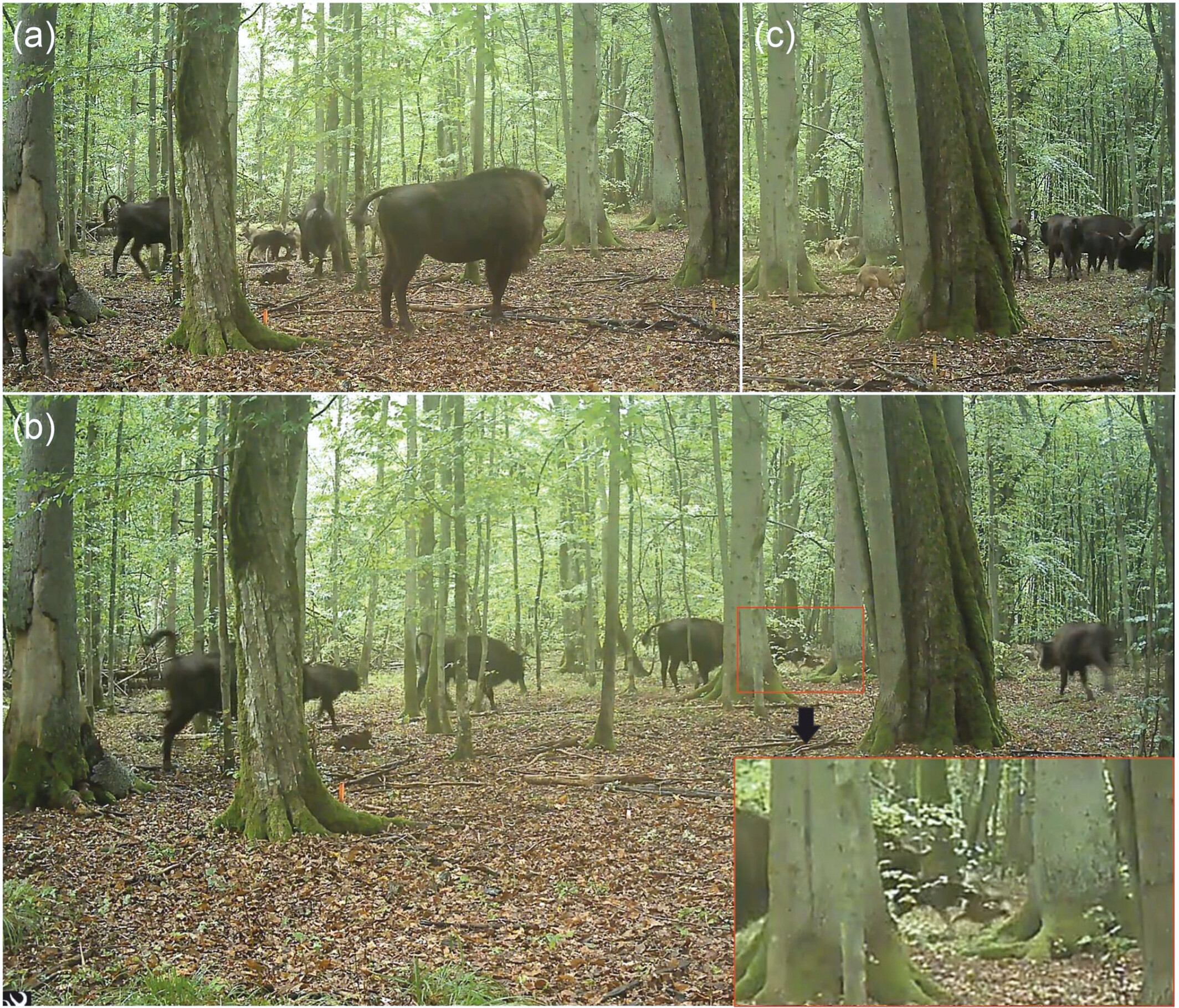 Watch bison herd defend a new child calf from wolf assault in a primeval Polish forest Watch bison herd defend a new child calf from wolf assault in a primeval Polish forest