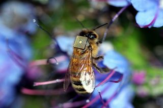 Micro-sensing backpacks are being fitted to 5000 Tasmanian bees.