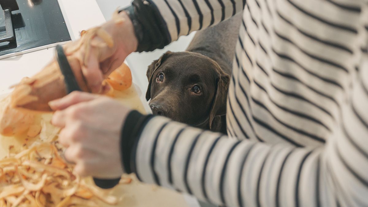 Dog watching owner prep food in the kitchen