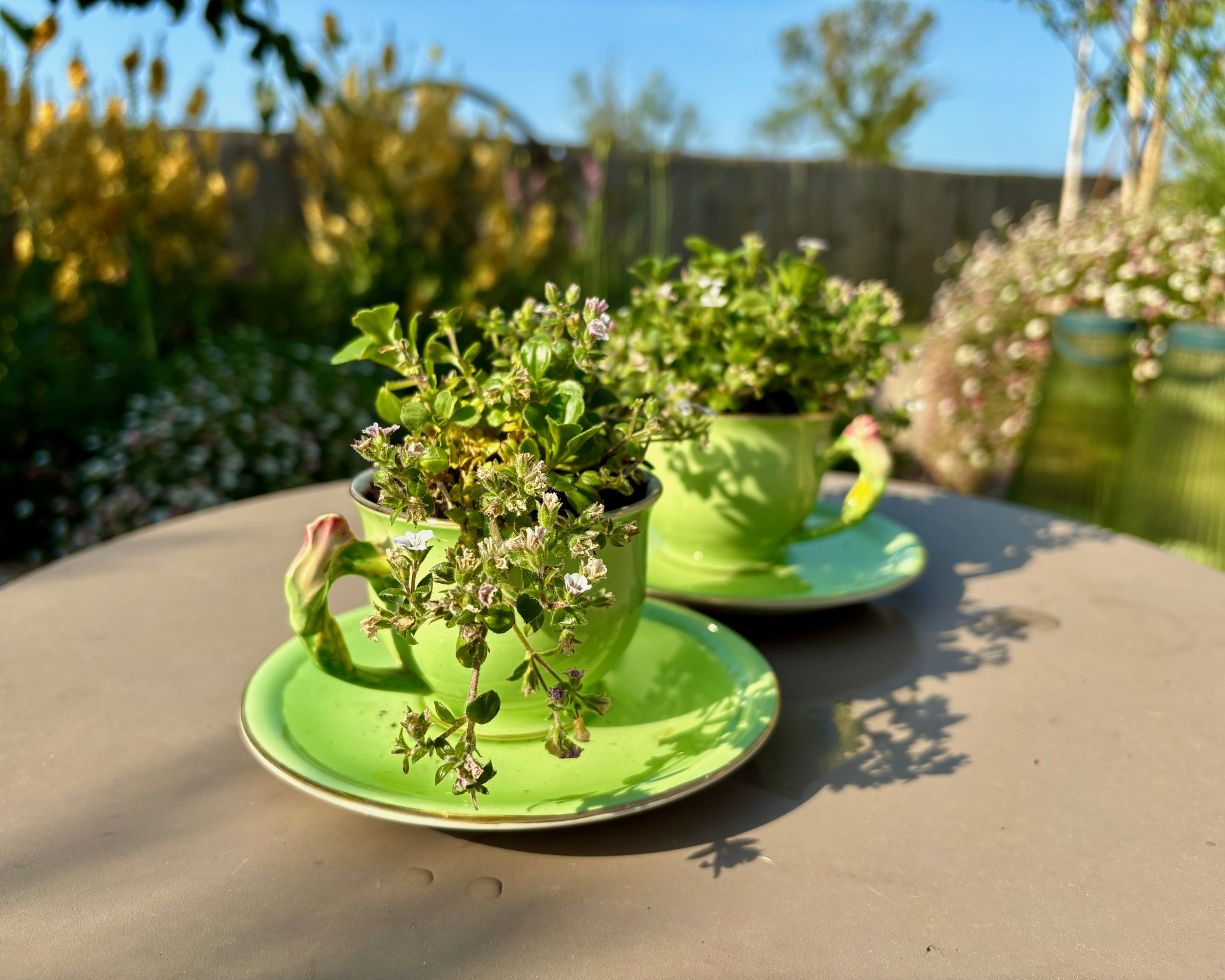 old china teacups and saucers planted with bedding plants in a garden
