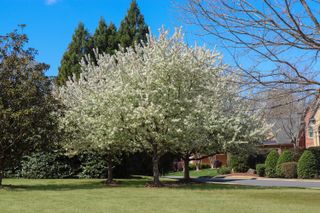 large tree covered in white blossom